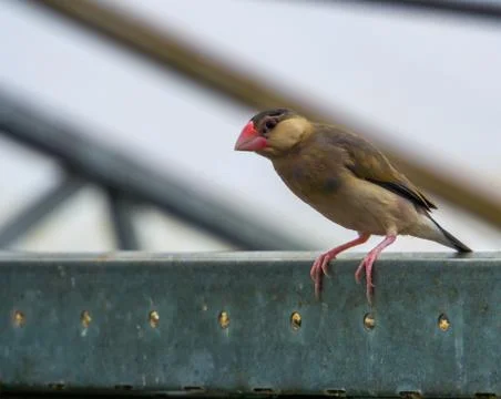 Java rice sparrow sitting on a metal beam in the aviary, popular tropical pet Fotos de archivo