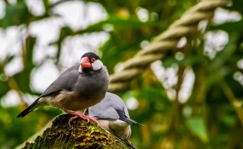 Java rice sparrow sitting on a tree stump, tropical bird from the java island Fotos de archivo