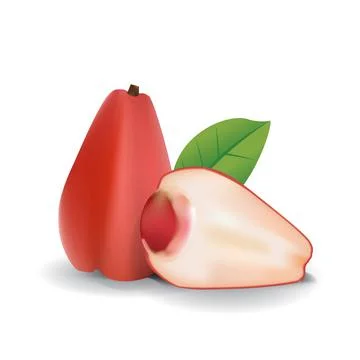 Java Rose Apple Water Guava Fresh Fruit Summer Isolated Vector Illustration Stock-Illustration