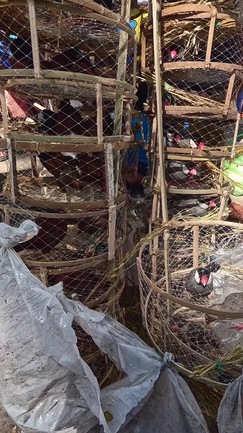 Java sparrow and chestnut munia kept in bamboo cage at a busy market Stock-Footage 336231532