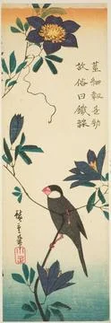 Java sparrow and clematis 1830 1839 Japan. Color woodblock print; aitanzak... Stock-Fotos