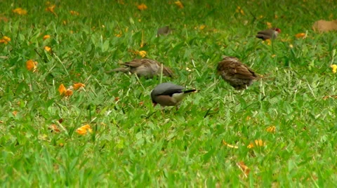 Java Sparrow and Common Waxbil Vídeos de archivo 1159647