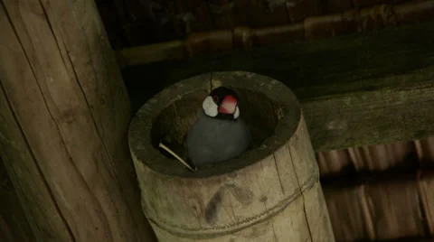 A Java Sparrow In a Bamboo Stalk 库存影片 45963939