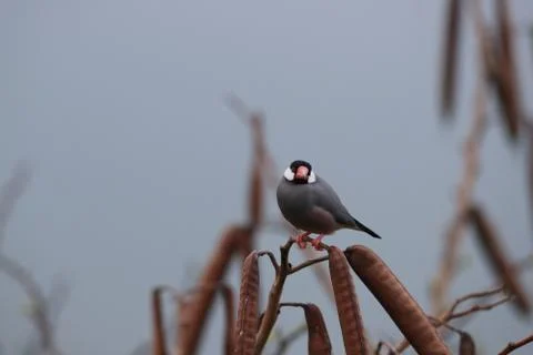 Java Sparrow  Big Island Hawaii Fotos de archivo
