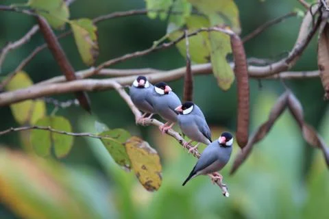 Java Sparrow  Big Island Hawaii Fotos Stock