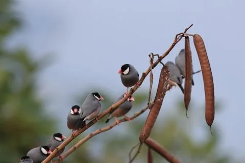 Java Sparrow  Big Island Hawaii Fotos de archivo