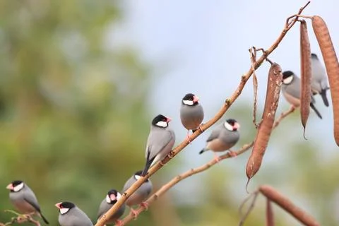 Java Sparrow  Big Island Hawaii Fotos de archivo
