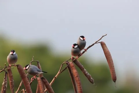 Java Sparrow  Big Island Hawaii Fotos de archivo