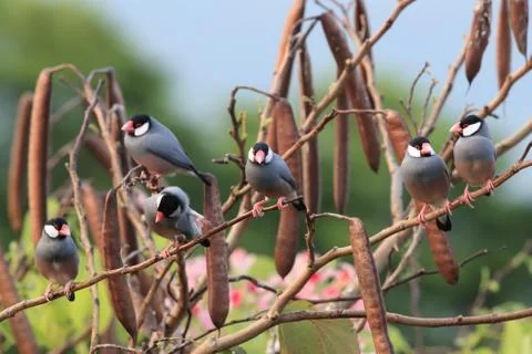 Java Sparrow  Big Island Hawaii Stock-Fotos