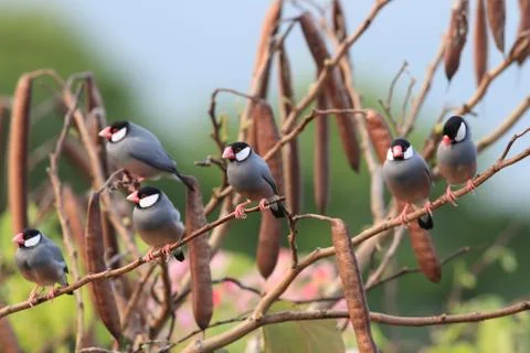 Java Sparrow  Big Island Hawaii Stock Photos