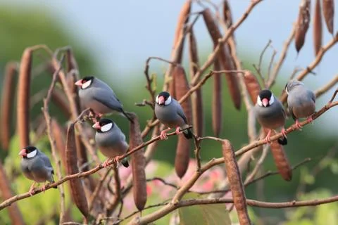 Java Sparrow  Big Island Hawaii Stock Photos