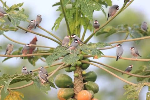 Java Sparrow  Big Island Hawaii Stock Photos