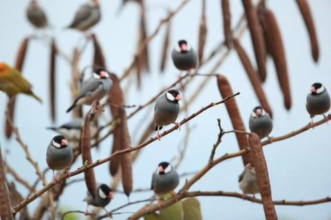 Java Sparrow  Big Island Hawaii Fotos de archivo