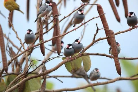 Java Sparrow  Big Island Hawaii Stock-Fotos