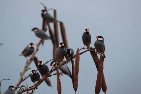 Java Sparrow  Big Island Hawaii Fotos de archivo