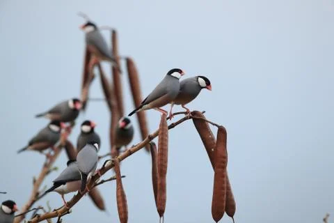 Java Sparrow  Big Island Hawaii Fotos Stock