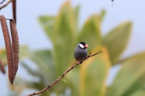 Java Sparrow  Big Island Hawaii Fotos de archivo
