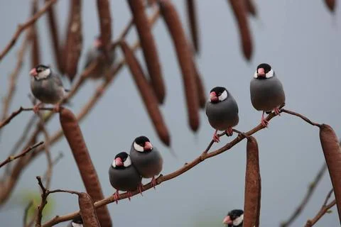  Java Sparrow Big Island Hawaii Java Sparrow Big Island Hawaii Copyright: ... Stock-Fotos