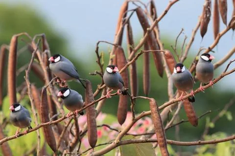  Java Sparrow Big Island Hawaii Java Sparrow Big Island Hawaii Copyright: ... Fotos de archivo