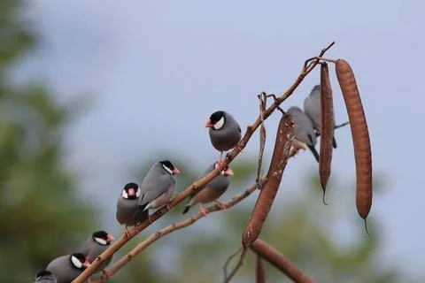 Java Sparrow Big Island Hawaii Java Sparrow Big Island Hawaii Copyright: ... Fotos de archivo