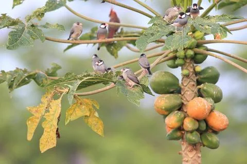  Java Sparrow Big Island Hawaii Java Sparrow Big Island Hawaii Copyright: ... Stock-Fotos