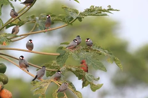  Java Sparrow Big Island Hawaii Java Sparrow Big Island Hawaii Copyright: ... Fotos de archivo