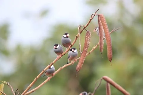 Java Sparrow Big Island Hawaii Java Sparrow Big Island Hawaii Copyright: ... Fotos de archivo