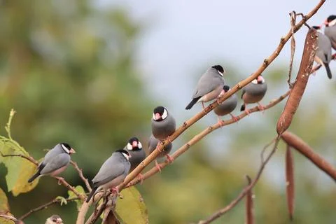  Java Sparrow Big Island Hawaii Java Sparrow Big Island Hawaii Copyright: ... Stock-Fotos