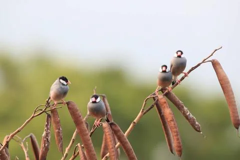  Java Sparrow Big Island Hawaii Java Sparrow Big Island Hawaii Copyright: ... Fotos de archivo