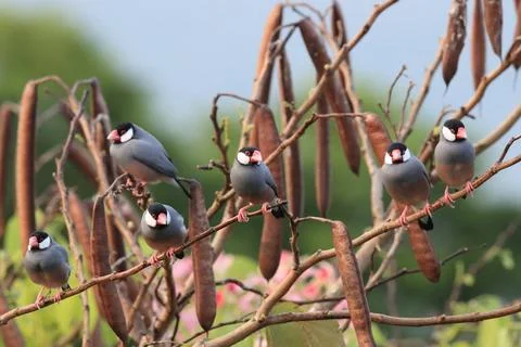  Java Sparrow Big Island Hawaii Java Sparrow Big Island Hawaii Copyright: ... Fotos de archivo