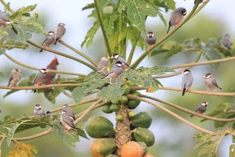  Java Sparrow Big Island Hawaii Java Sparrow Big Island Hawaii Copyright: ... Fotos de archivo