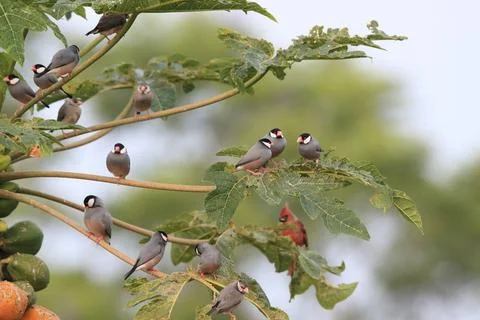  Java Sparrow Big Island Hawaii Java Sparrow Big Island Hawaii Copyright: ... Fotos de archivo