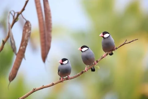  Java Sparrow Big Island Hawaii Java Sparrow Big Island Hawaii Copyright: ... Fotos de archivo