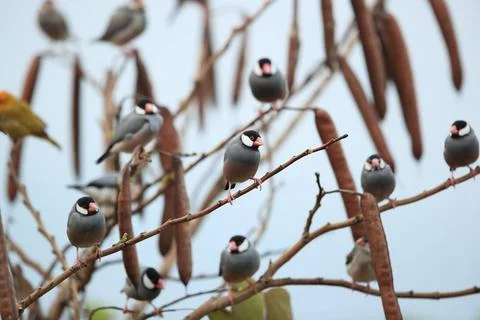  Java Sparrow Big Island Hawaii Java Sparrow Big Island Hawaii Copyright: ... Fotos de archivo