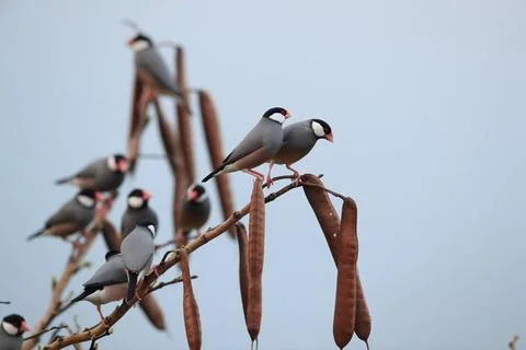  Java Sparrow Big Island Hawaii Java Sparrow Big Island Hawaii Copyright: ... Stock-Fotos