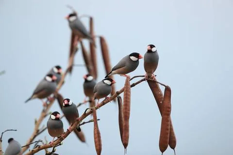  Java Sparrow Big Island Hawaii Java Sparrow Big Island Hawaii Copyright: ... Fotos de archivo