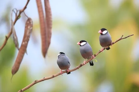  Java Sparrow Big Island Hawaii Java Sparrow Big Island Hawaii Copyright: ... Fotos de archivo