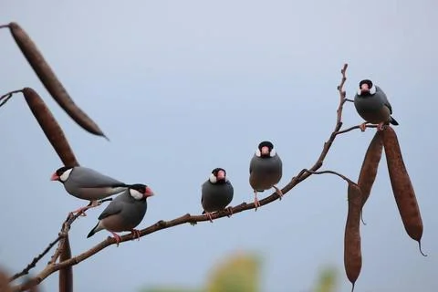  Java Sparrow Big Island Hawaii Java Sparrow Big Island Hawaii Copyright: ... Stock-Fotos