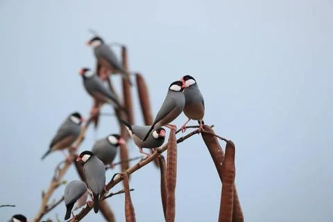  Java Sparrow Big Island Hawaii Java Sparrow Big Island Hawaii Copyright: ... Fotos de archivo