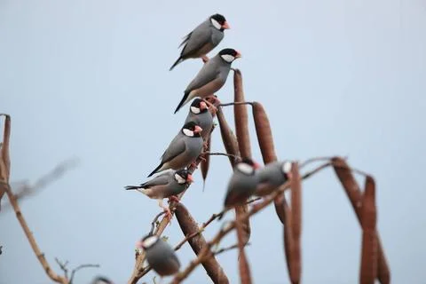  Java Sparrow Big Island Hawaii Java Sparrow Big Island Hawaii Copyright: ... Fotos Stock