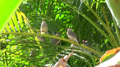Java Sparrow Bird Alien Exotic Foreign Species in Hawaii Stock Footage 127283606