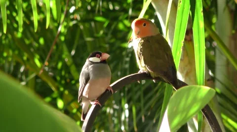 Java Sparrow Bird and Rosy Cheek Lovebird Parrot in Hawaii Stock Footage 45592266