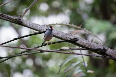 Java sparrow bird in aviary Stock Photos