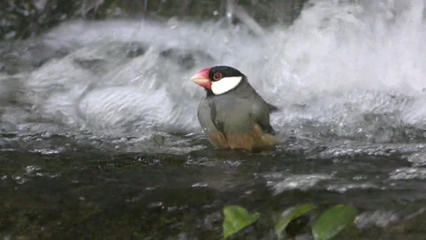 Java Sparrow Bird Bathing Splashing in Water by Waterfall in Jungle 库存影片 128117680