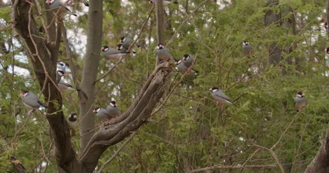 Java Sparrow Bird Flock of Birds Perched Flying Introduced Non-Native In Hawaii 库存影片 178349671