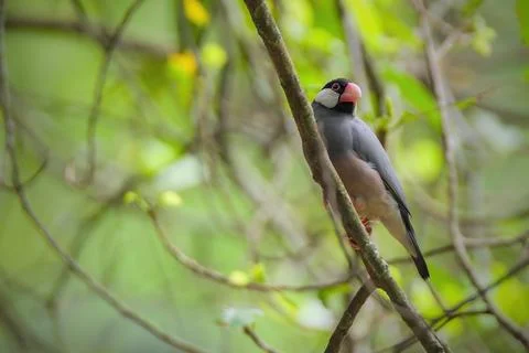 Java Sparrow bird perching on the branch Foto stock