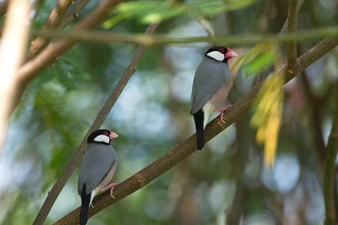 Java sparrow bird in the wild 库存照片