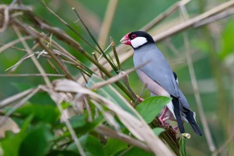 Java sparrow bird in the wild Photos