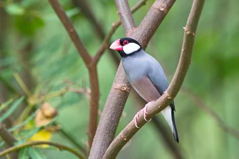 Java sparrow bird in the wild Photos