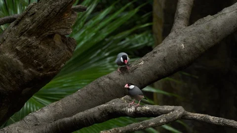 Java Sparrow birds Stock Footage 122266785